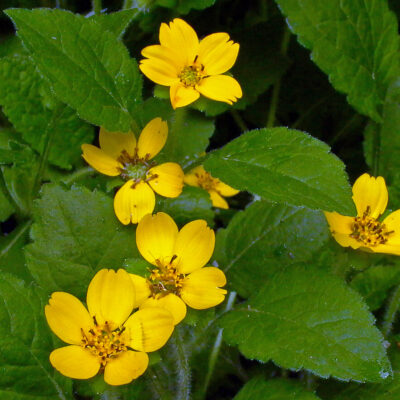 Chrysogonum virginianum, Green and Gold