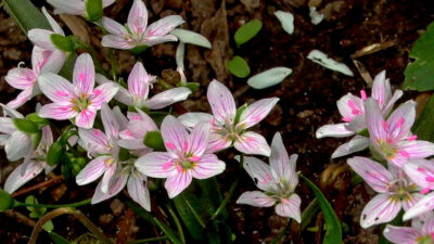 Native Claytonia virginica flowers in the MGNV Shade Garden in Bon Air Park in March