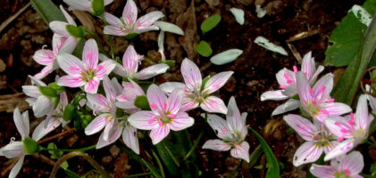 Native Claytonia virginica flowers in the MGNV Shade Garden in Bon Air Park in March