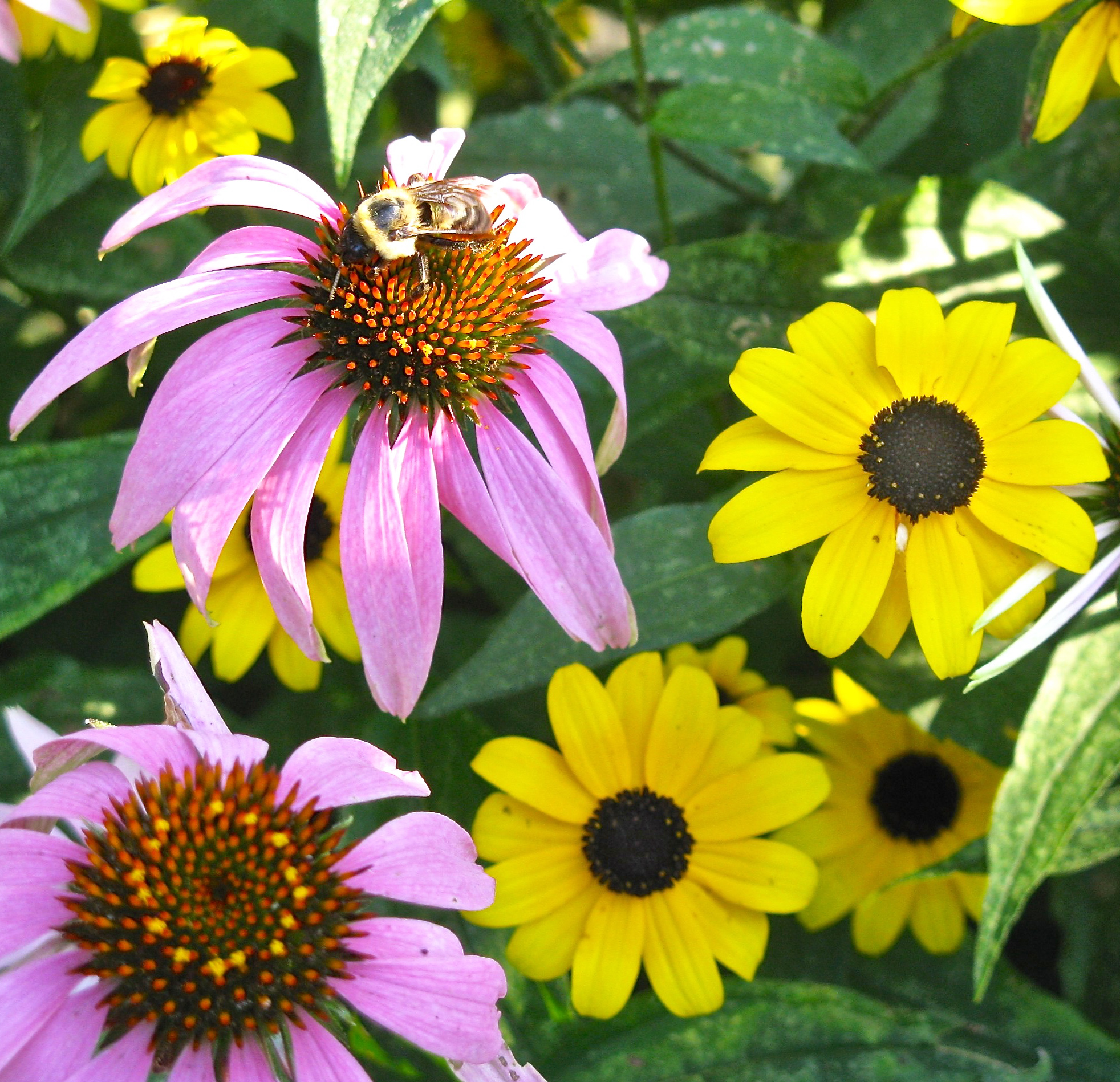 Coneflowers_Echinacea_and_Rudbeckia_Jun_JF