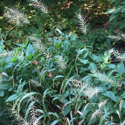 Elymus hystrix (Bottlebrush Grass) en masse in August