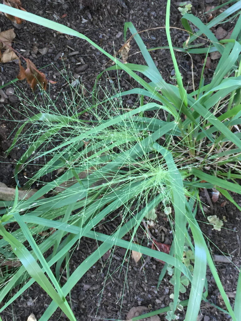Eragrostis spectabilis (Purple Lovegrass) in August.