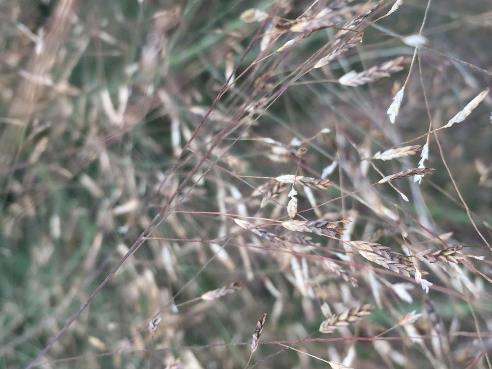 Eragrostis spectabilis (Purple Lovegrass) inflorescences in September