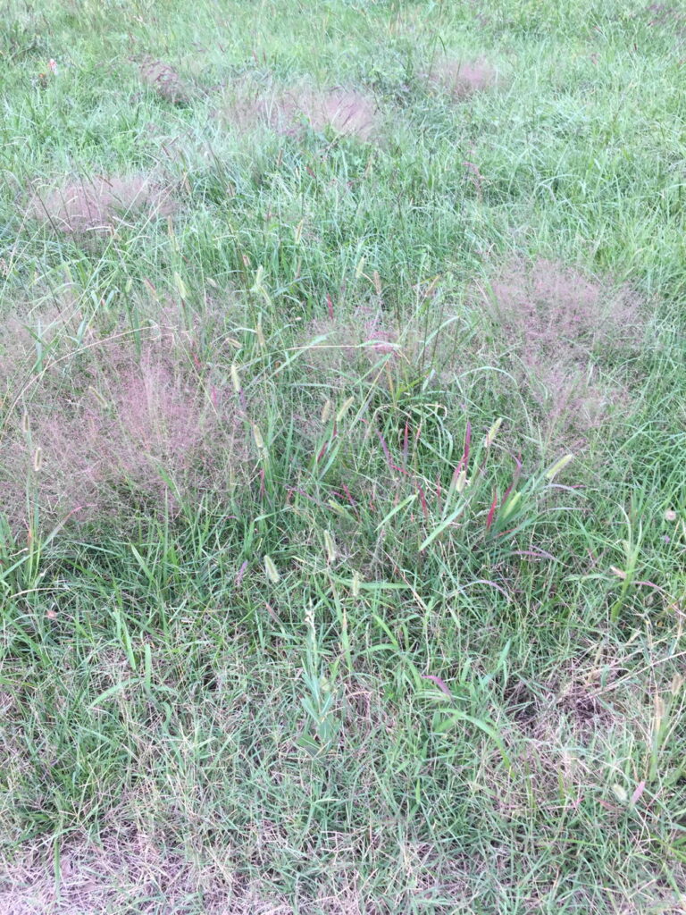 Eragrostis spectabilis (Purple Lovegrass) in September