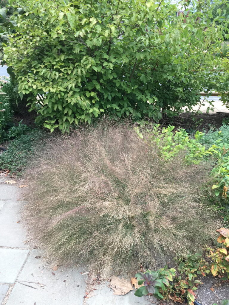 Eragrostis spectabilis (Purple Lovegrass) in September