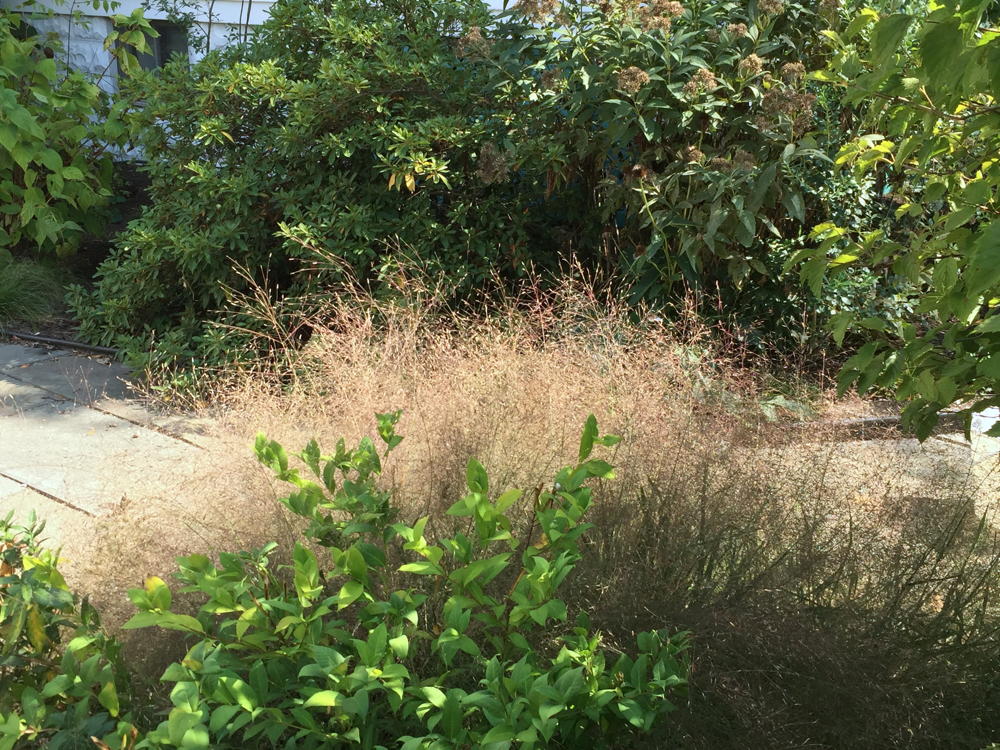 Eragrostis spectabilis (Purple Lovegrass) in September