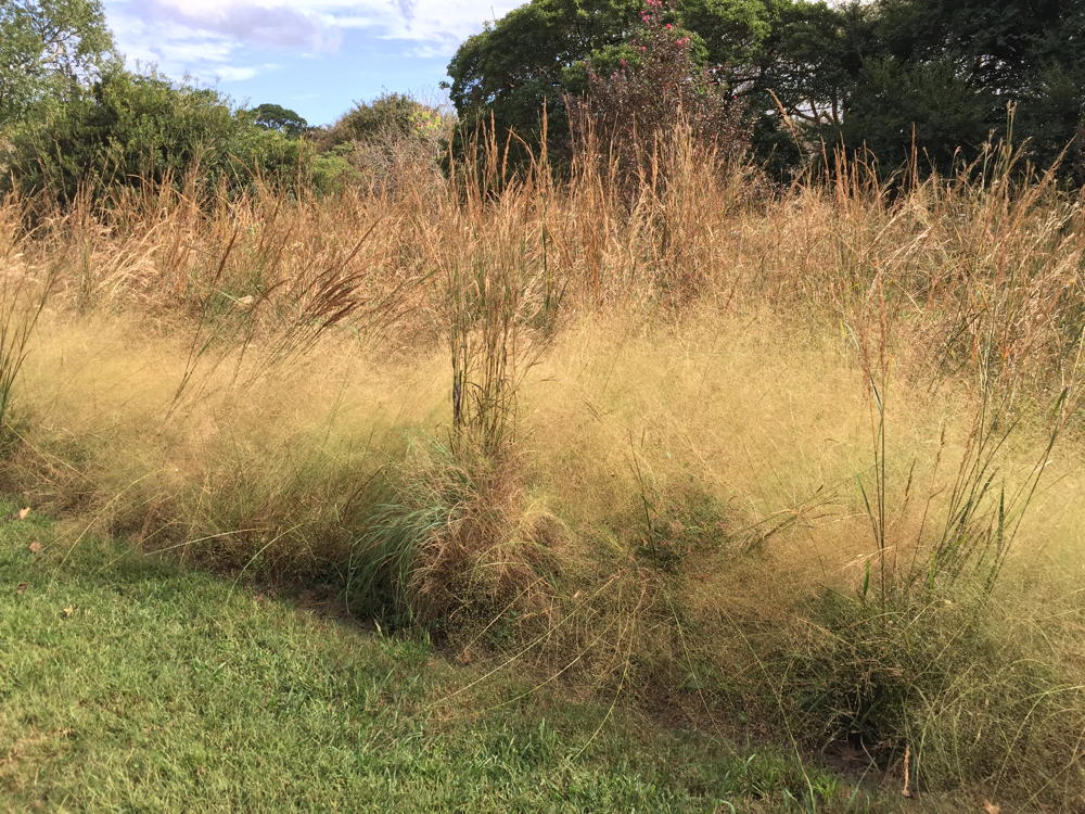 Eragrostis spectabilis (Purple Lovegrass) in October