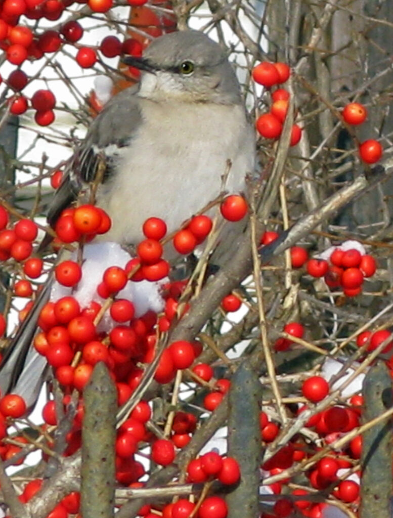 'Red Sprite' winterberry with a northern mockingbird in February.