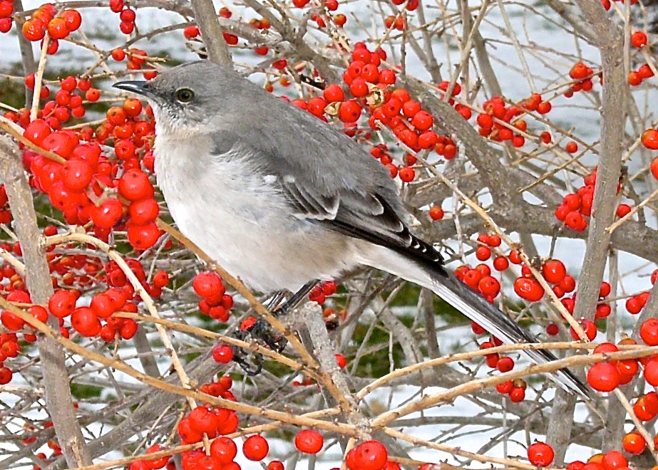 Ilex_verticillata_'Red_Sprite'_with_Northern_mockingbird_Feb_MMF