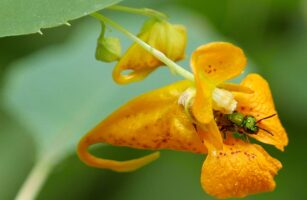 Impatiens capensis (Spotted Jewelweed) with sweat bee in September.
