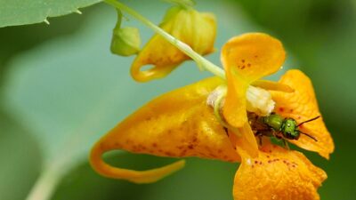 Impatiens capensis (Spotted Jewelweed) with sweat bee in September.