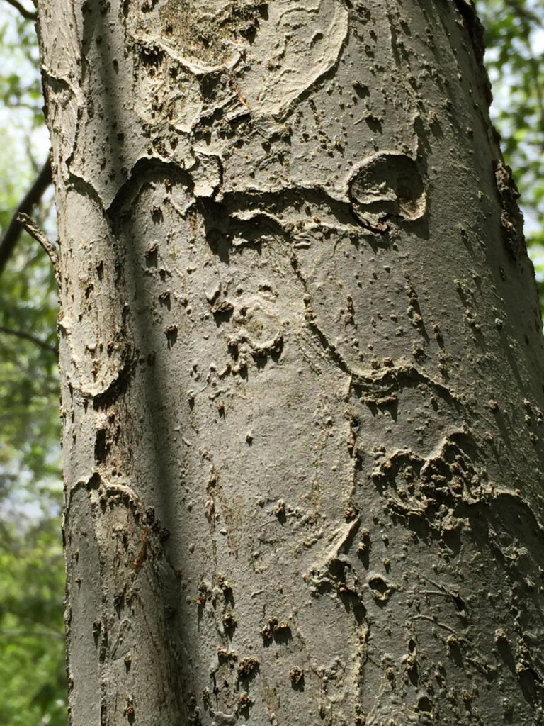 Malus coronaria (sweet crabapple) bark in April