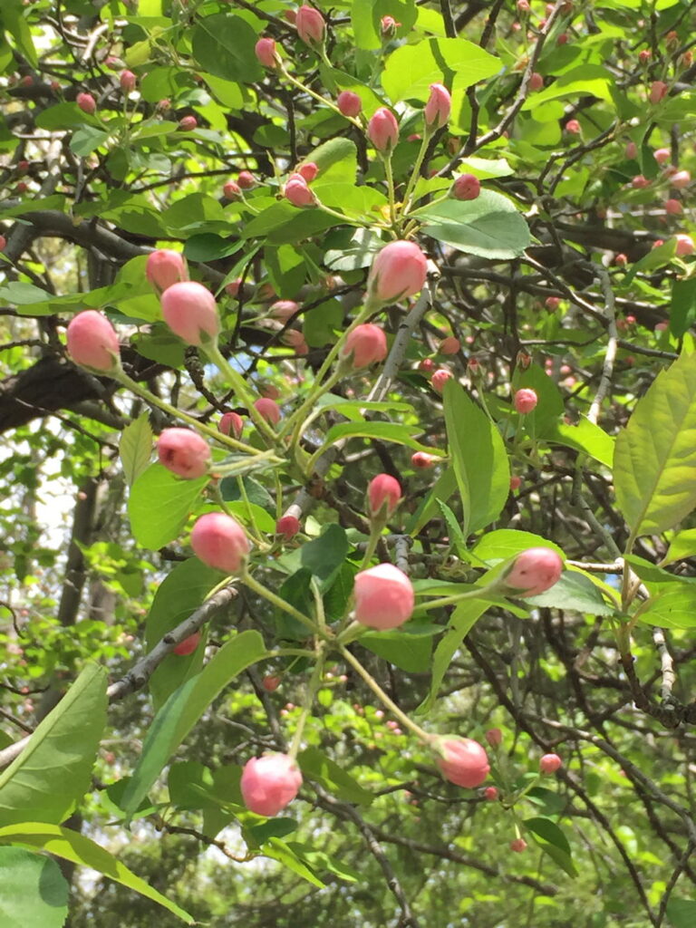Malus coronaria (sweet crabapple) flower buds