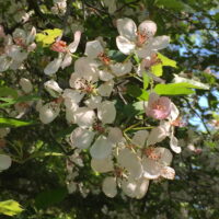 Malus coronaria (sweet crabapple) flowers