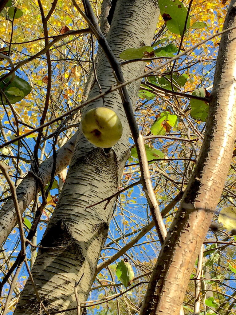 Persistent fruit (pomes) of Malus coronaria (sweet crabapple) in November.