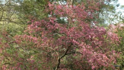 Malus coronaria (sweet crabapple) tree in flower in April