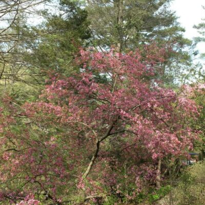 Malus coronaria (sweet crabapple) tree in flower in April