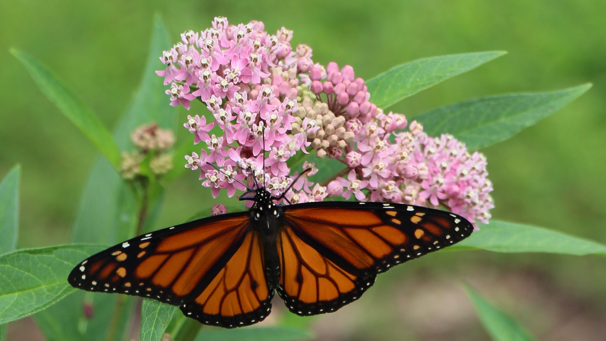 Monarch_butterfly_Asclepias_incarnata_swamp_milkweed_July_HS_CG