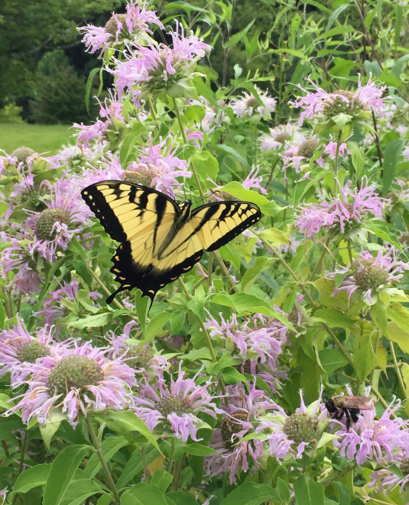 Monarda fistulosa (Wild Bergamot) with eastern tiger swallowtail butterfly