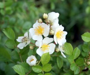 Multiflora rose flowers.
