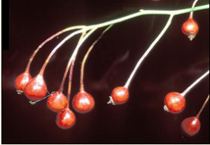 Fruit of the mutliflora rose.