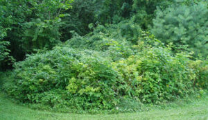 Multiflora Rose thicket