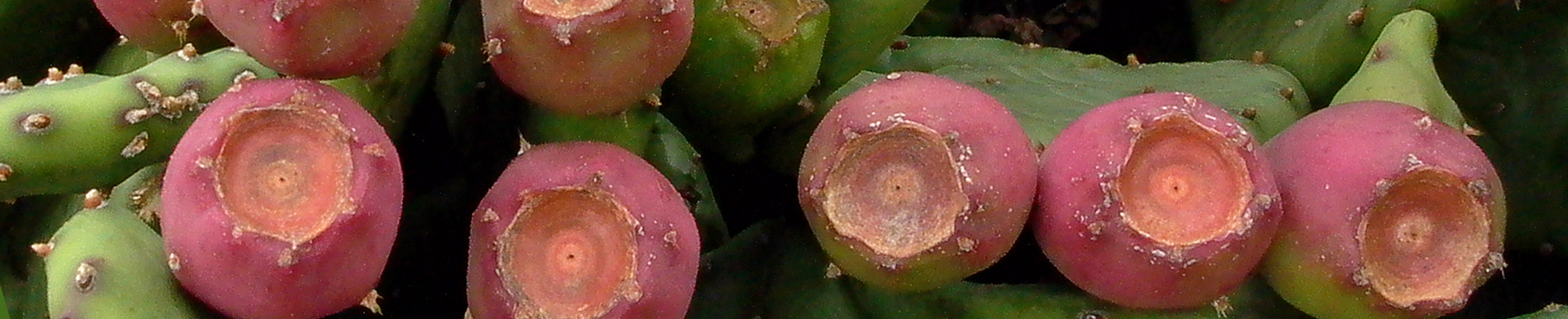 Opuntia_humifusa_pads_and_fruit_with_glochids_Sept_MMF