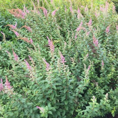 Spiraea tomentosa (Steeplebush) en masse in June
