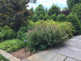 Spiraea tomentosa (Steeplebush) in June at the North Carolina Arboretum.