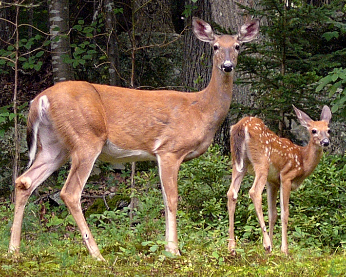 Wildlife_mammal_pest_Odocoileus_virginianus_white-tailed_deer_doe_and_fawn_Aug_MMF