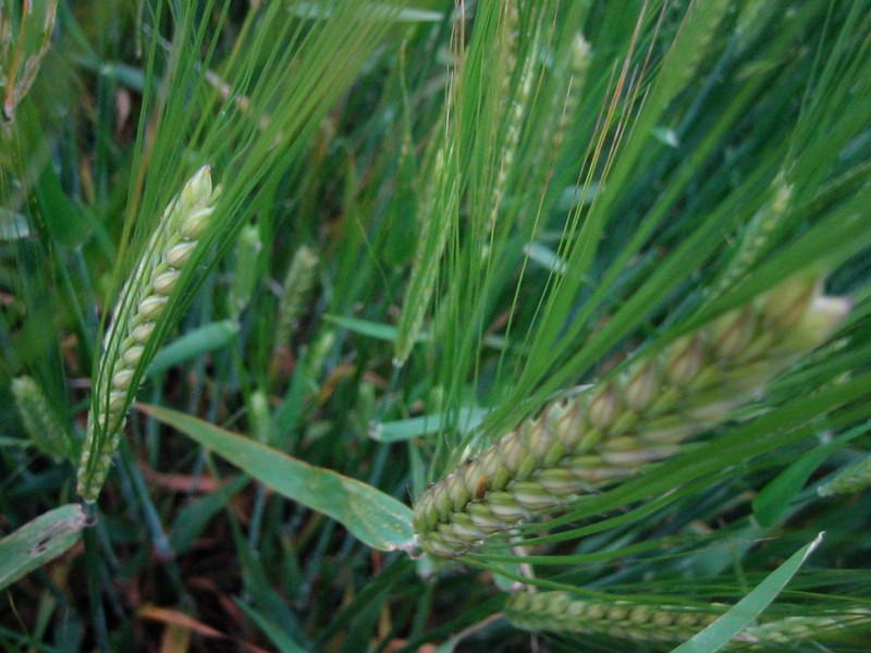 Barley