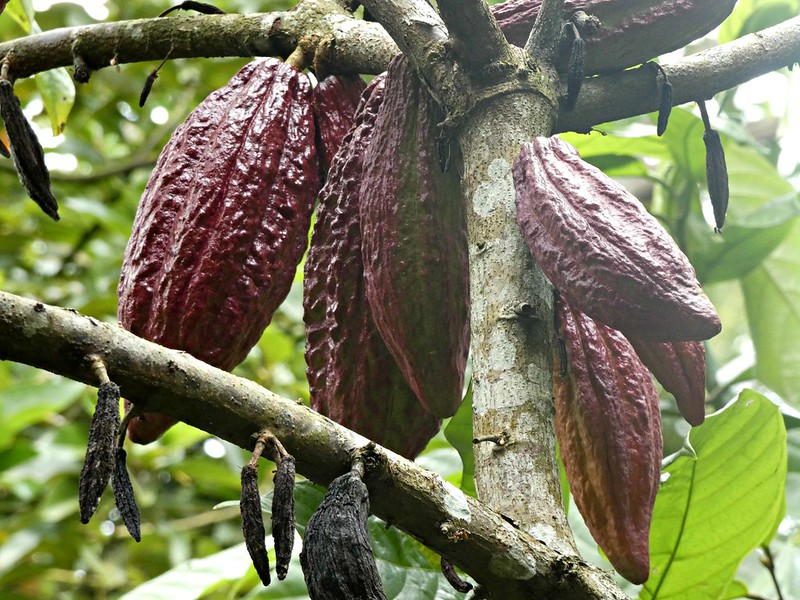 Cacao pods