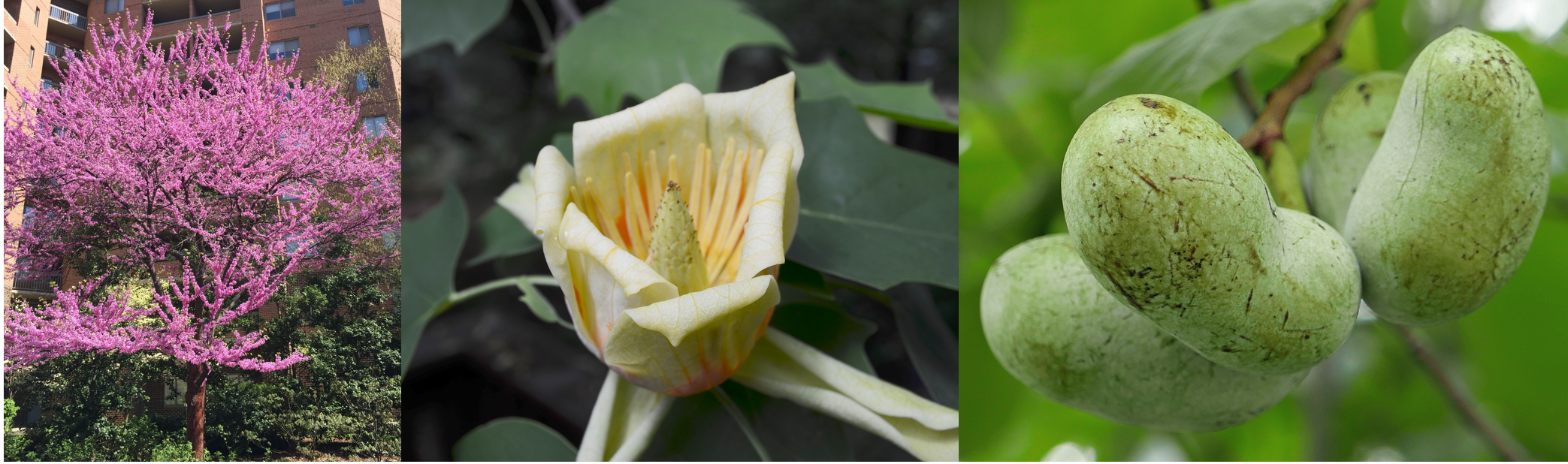 collage of Redbud - Cercis canadensis tree, Tulip - Liriodendron tulipifera flower, and Paw paw - Asimina triloba fruit