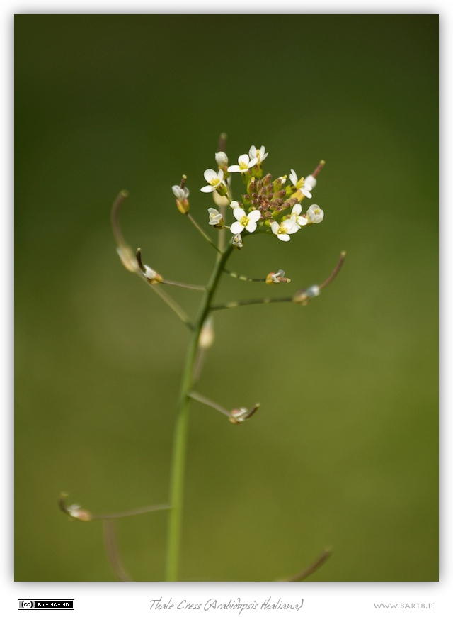 Flower head of thale cress
