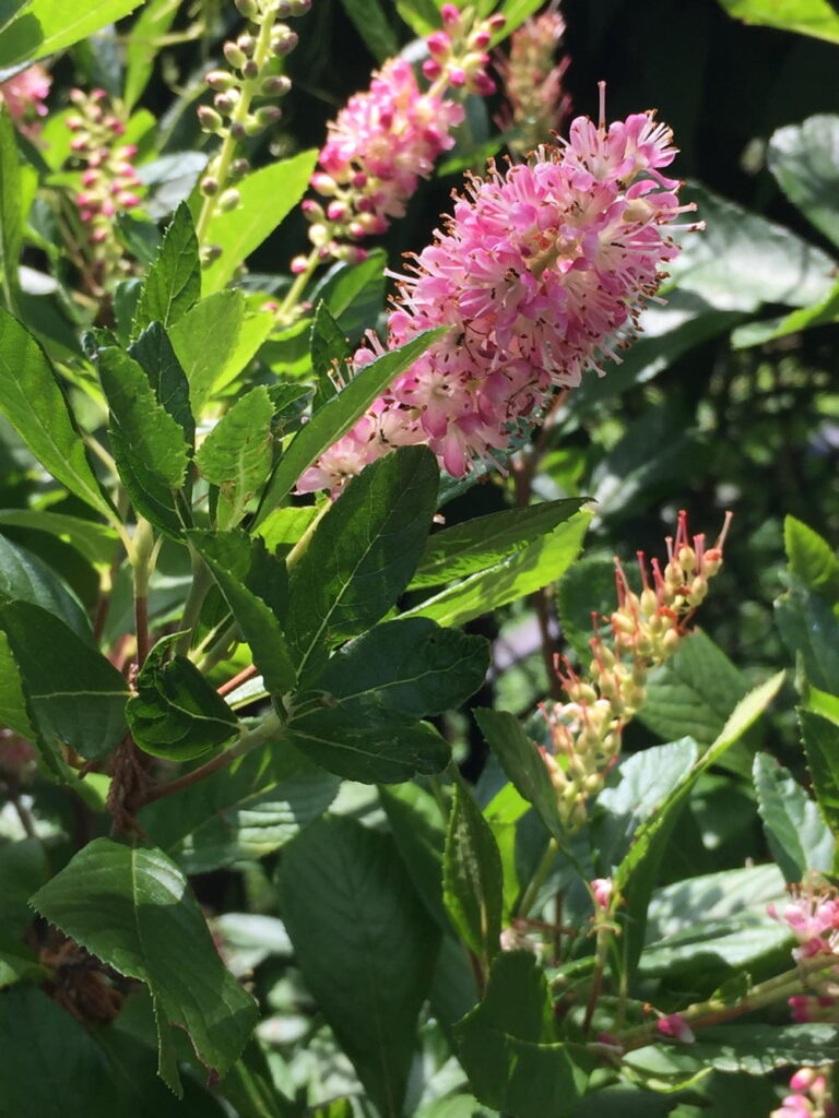 summersweet or sweet pepperbush) flowers in July.