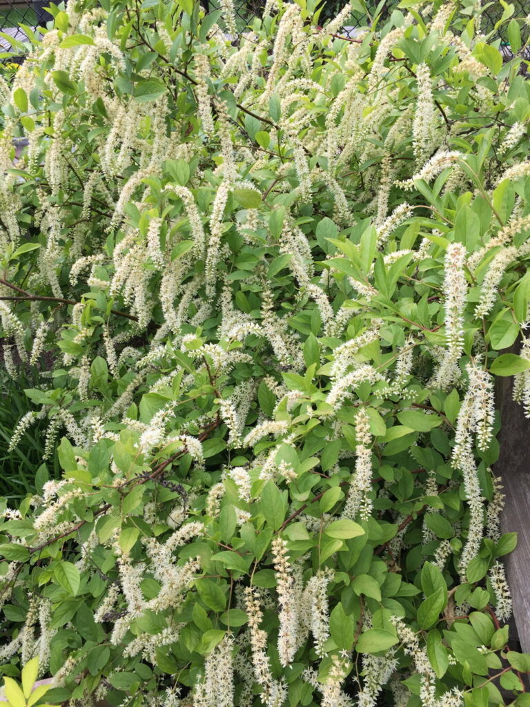 Itea virginica ‘Henry’s Garnet’ (Virginia sweetspire) in bloom. ‘Henry’s Garnet’ is a mid-height cultivar.