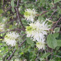 Fothergilla gardenii