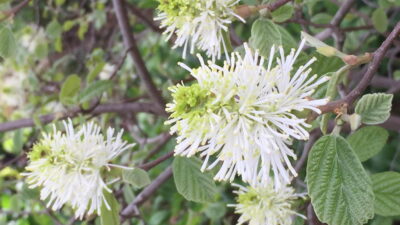 Fothergilla gardenii