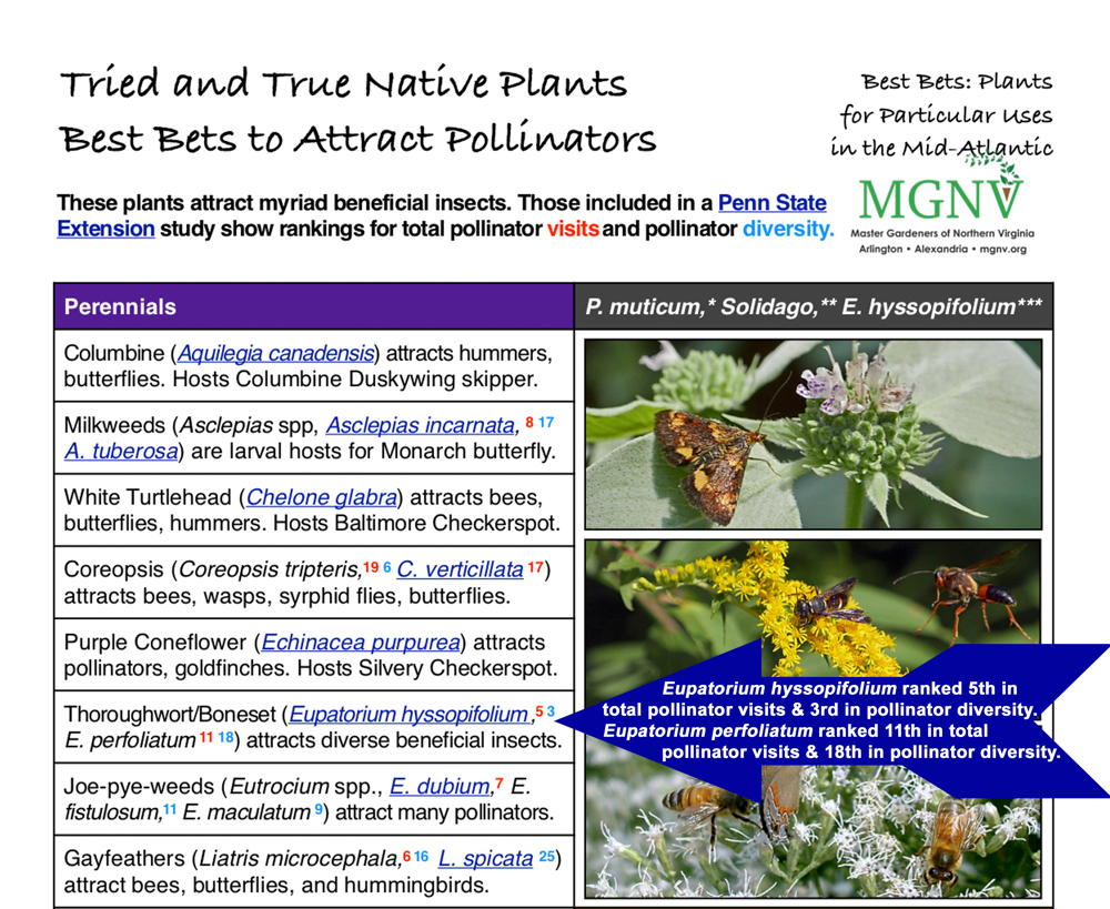 Best bets to attract pollinators