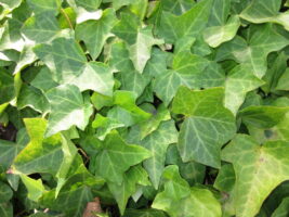 english ivy