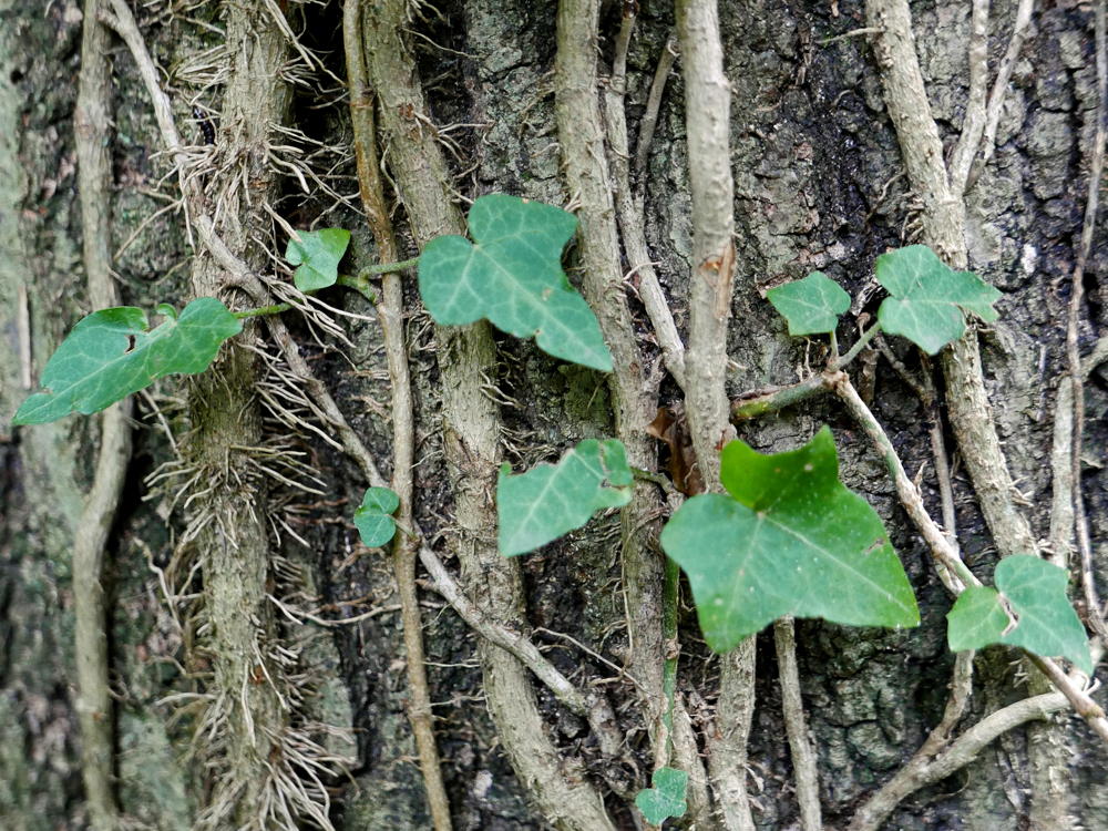 english ivy