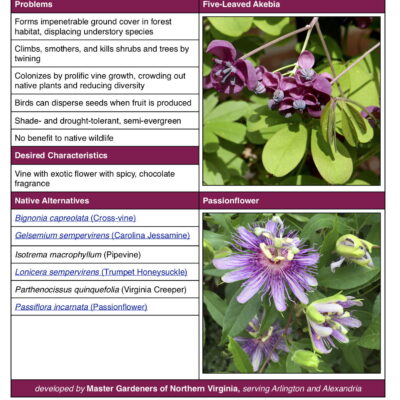 Five-Leaved Akebia/Chocolate Vine Invasive Plant Factsheet table