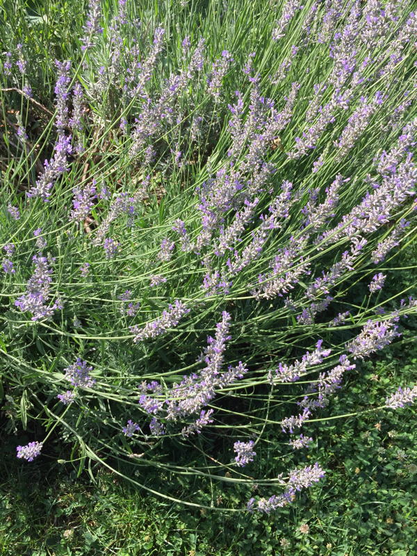 Lavender