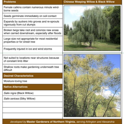 Invasive non-native willows table from factsheet