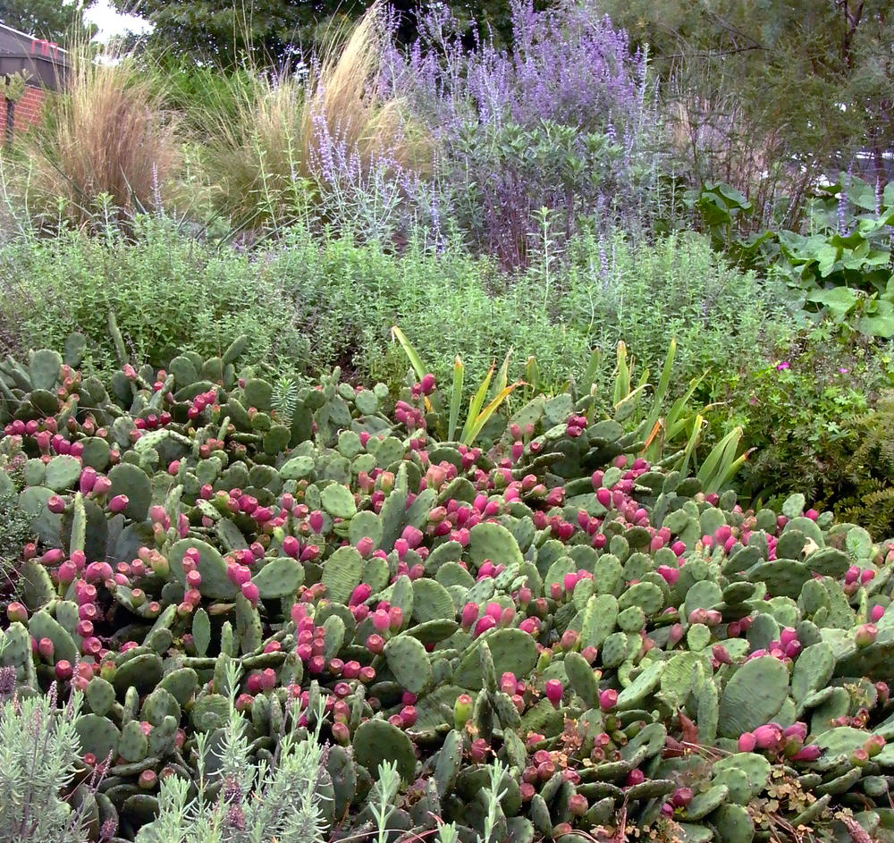 Eastern prickly pear cactus and Russian sage in October 2011.