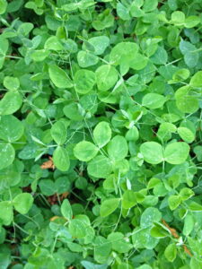Field peas (Pisum sativum subsp arvense) in November in the demonstration Organic Vegetable Garden.