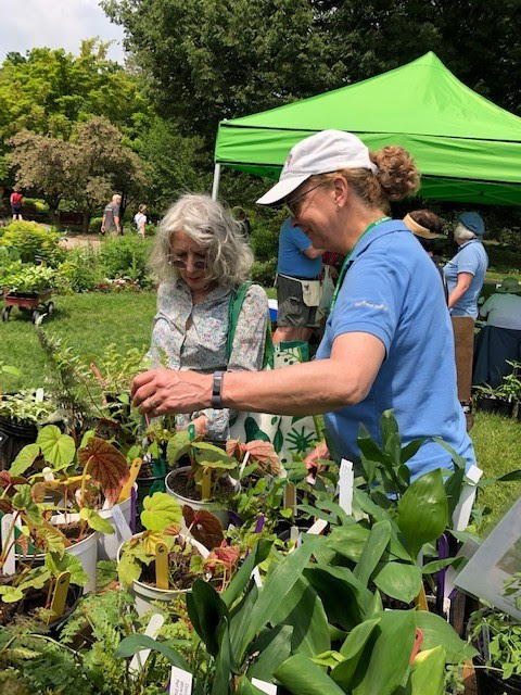 Two women browsing a selection of potted plants at an outdoor plant market, with a green tent in the background.