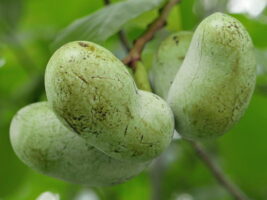 Asimina triloba (Pawpaw) with fruit in July