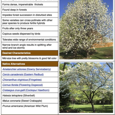 Invasive Callery Pear table from factsheet