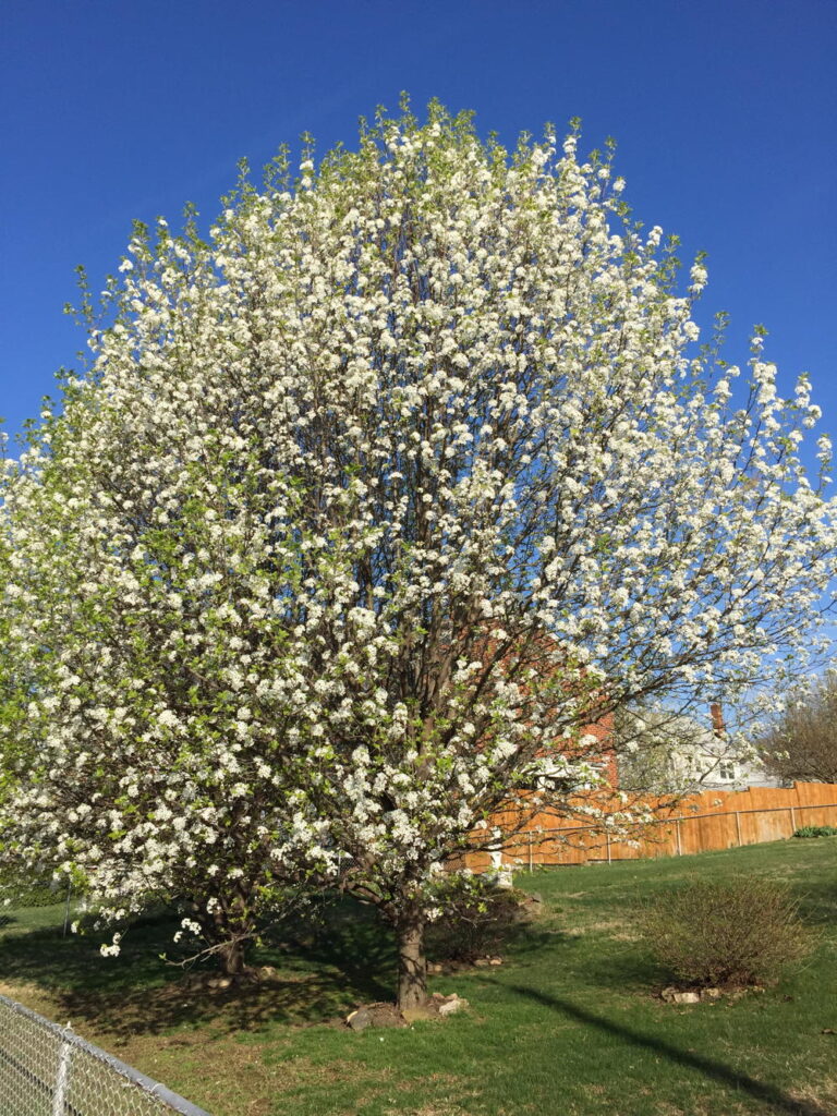 Callery pear blooming in April. 